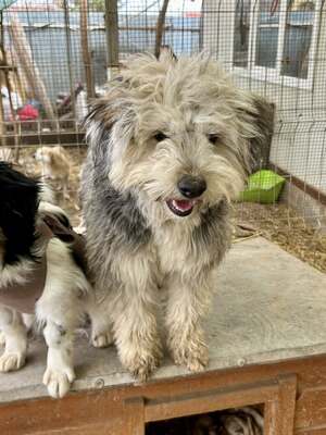 Stacy, unser fröhlicher Sonnenschein auf vier Pfoten, Mischling - Hündin