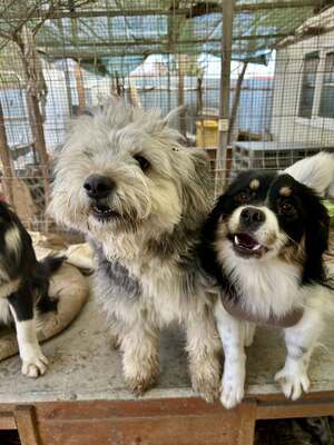 Stacy, unser fröhlicher Sonnenschein auf vier Pfoten, Mischling - Hündin