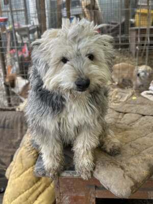 Stacy, unser fröhlicher Sonnenschein auf vier Pfoten, Mischling - Hündin