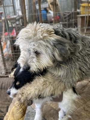 Stacy, unser fröhlicher Sonnenschein auf vier Pfoten, Mischling - Hündin