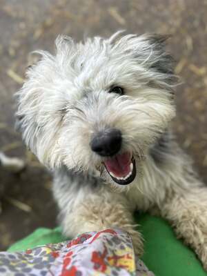 Stacy, unser fröhlicher Sonnenschein auf vier Pfoten, Mischling - Hündin