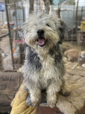 Stacy, unser fröhlicher Sonnenschein auf vier Pfoten, Mischling - Hündin
