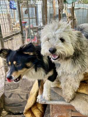 Stacy, unser fröhlicher Sonnenschein auf vier Pfoten, Mischling - Hündin