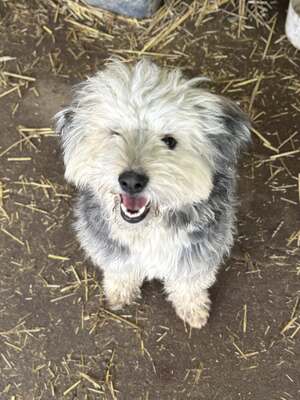 Stacy, unser fröhlicher Sonnenschein auf vier Pfoten, Mischling - Hündin