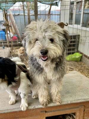 Stacy, unser fröhlicher Sonnenschein auf vier Pfoten, Mischling - Hündin