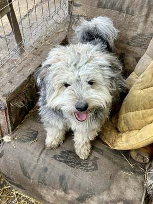 Stacy, unser fröhlicher Sonnenschein auf vier Pfoten, Mischling - Hündin