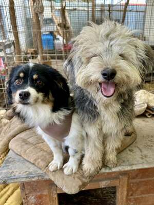 Stacy, unser fröhlicher Sonnenschein auf vier Pfoten, Mischling - Hündin