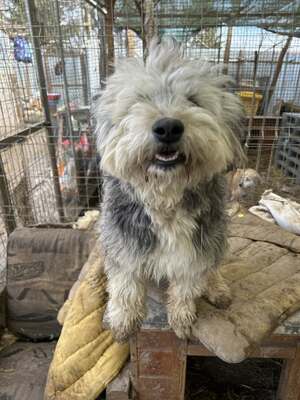 Stacy, unser fröhlicher Sonnenschein auf vier Pfoten, Mischling - Hündin