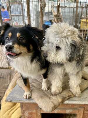 Stacy, unser fröhlicher Sonnenschein auf vier Pfoten, Mischling - Hündin