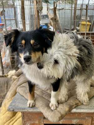 Stacy, unser fröhlicher Sonnenschein auf vier Pfoten, Mischling - Hündin