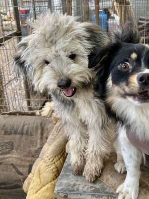 Stacy, unser fröhlicher Sonnenschein auf vier Pfoten, Mischling - Hündin