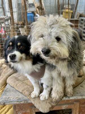 Stacy, unser fröhlicher Sonnenschein auf vier Pfoten, Mischling - Hündin