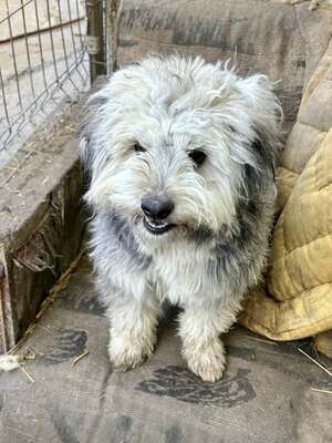 Stacy, unser fröhlicher Sonnenschein auf vier Pfoten, Mischling - Hündin