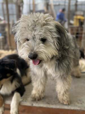 Stacy, unser fröhlicher Sonnenschein auf vier Pfoten, Mischling - Hündin