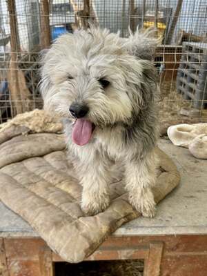 Stacy, unser fröhlicher Sonnenschein auf vier Pfoten, Mischling - Hündin