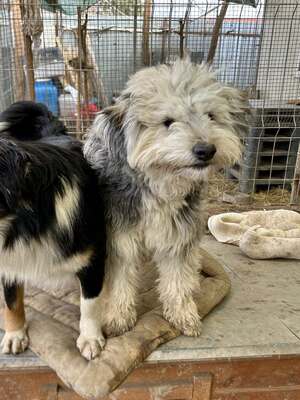 Stacy, unser fröhlicher Sonnenschein auf vier Pfoten, Mischling - Hündin