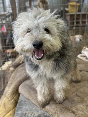 Stacy, unser fröhlicher Sonnenschein auf vier Pfoten, Mischling - Hündin