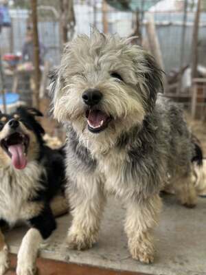 Stacy, unser fröhlicher Sonnenschein auf vier Pfoten, Mischling - Hündin