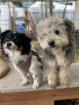 Stacy, unser fröhlicher Sonnenschein auf vier Pfoten, Mischling - Hündin