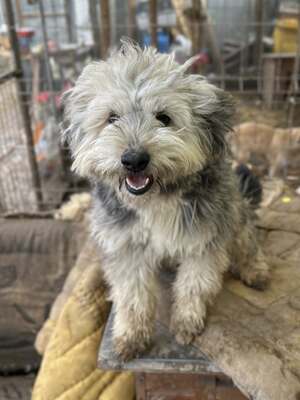 Stacy, unser fröhlicher Sonnenschein auf vier Pfoten, Mischling - Hündin