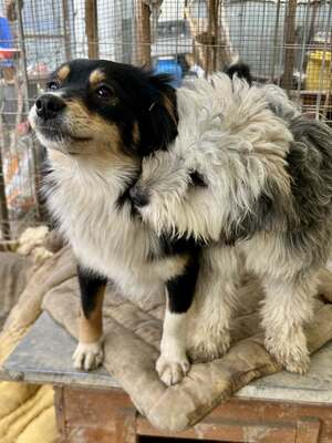 Stacy, unser fröhlicher Sonnenschein auf vier Pfoten, Mischling - Hündin