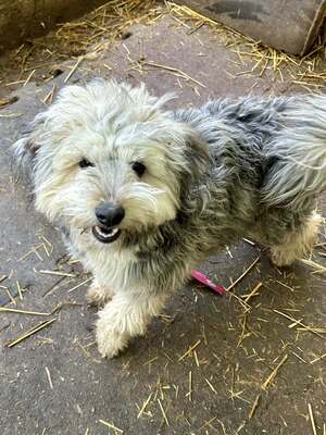Stacy, unser fröhlicher Sonnenschein auf vier Pfoten, Mischling - Hündin