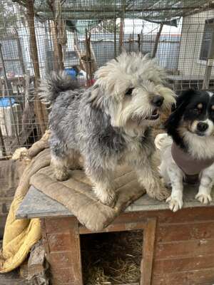Stacy, unser fröhlicher Sonnenschein auf vier Pfoten, Mischling - Hündin
