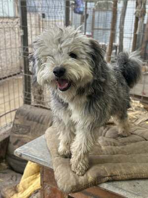 Stacy, unser fröhlicher Sonnenschein auf vier Pfoten, Mischling - Hündin