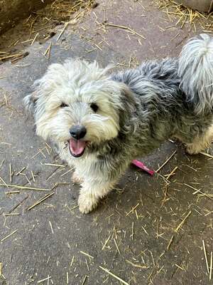 Stacy, unser fröhlicher Sonnenschein auf vier Pfoten, Mischling - Hündin