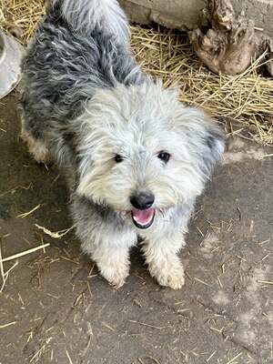 Stacy, unser fröhlicher Sonnenschein auf vier Pfoten, Mischling - Hündin