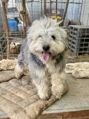 Stacy, unser fröhlicher Sonnenschein auf vier Pfoten, Mischling - Hündin