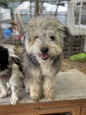 Stacy, unser fröhlicher Sonnenschein auf vier Pfoten, Mischling - Hündin