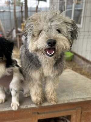Stacy, unser fröhlicher Sonnenschein auf vier Pfoten, Mischling - Hündin