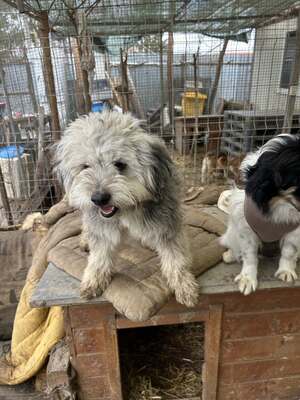 Stacy, unser fröhlicher Sonnenschein auf vier Pfoten, Mischling - Hündin
