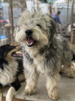 Stacy, unser fröhlicher Sonnenschein auf vier Pfoten, Mischling - Hündin