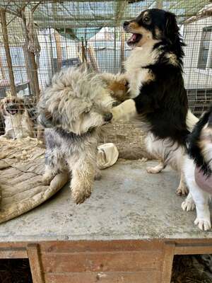 Stacy, unser fröhlicher Sonnenschein auf vier Pfoten, Mischling - Hündin