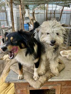 Stacy, unser fröhlicher Sonnenschein auf vier Pfoten, Mischling - Hündin