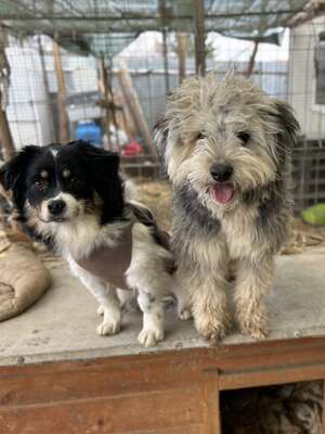 Stacy, unser fröhlicher Sonnenschein auf vier Pfoten, Mischling - Hündin