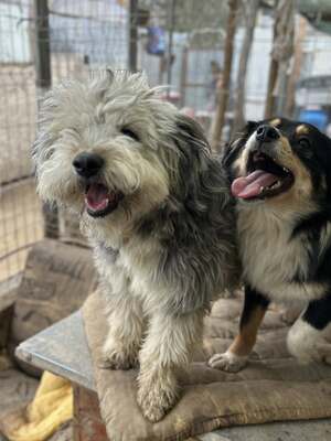 Stacy, unser fröhlicher Sonnenschein auf vier Pfoten, Mischling - Hündin