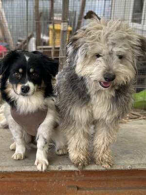 Stacy, unser fröhlicher Sonnenschein auf vier Pfoten, Mischling - Hündin