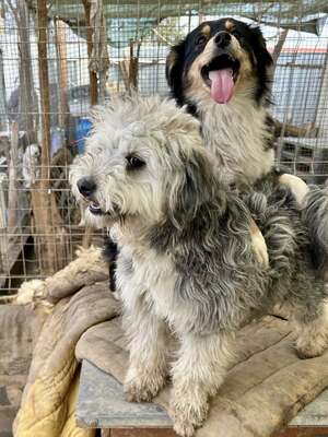 Stacy, unser fröhlicher Sonnenschein auf vier Pfoten, Mischling - Hündin