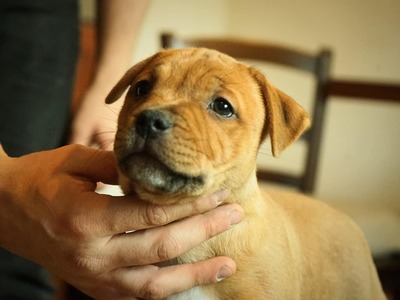 Staffordshire Bullterrier Welpen - Hündin