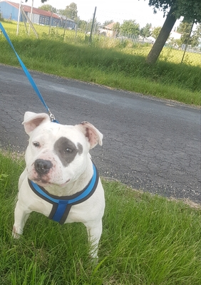 Staffordshire Terrier - Hündin