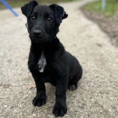 💥Stark kleiner Welpe ist verspielt, freundlich, mag andere Hunde und Katzen und er ist auch an die Leine gewöhnt 💥, Mischlingswelpe Welpen - Rüde