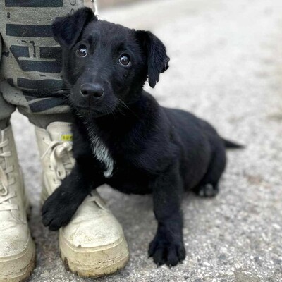 💥Stark kleiner Welpe ist verspielt, freundlich, mag andere Hunde und Katzen und er ist auch an die Leine gewöhnt 💥, Mischlingswelpe Welpen - Rüde