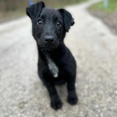 💥Stark kleiner Welpe ist verspielt, freundlich, mag andere Hunde und Katzen und er ist auch an die Leine gewöhnt 💥, Mischlingswelpe Welpen - Rüde