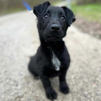 💥Stark kleiner Welpe ist verspielt, freundlich, mag andere Hunde und Katzen und er ist auch an die Leine gewöhnt 💥, Mischlingswelpe Welpen - Rüde