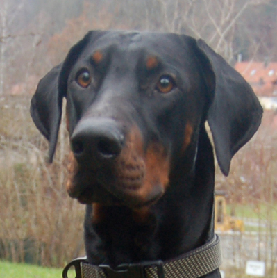 Starsky - Junger Dobermann, Dobermann - Hündin