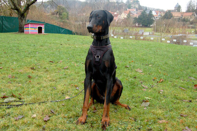 Starsky - Junger Dobermann, Dobermann - Hündin