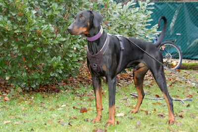 Starsky - Junger Dobermann, Dobermann - Hündin